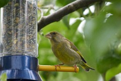 2017-05-24_031_Gruenfink_WP