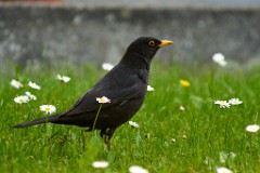 2017-05-25_032_Amsel_mit_Gaensebluemchen_WP