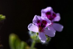 2017-05-28_033_Duftgeranienbluete_WP