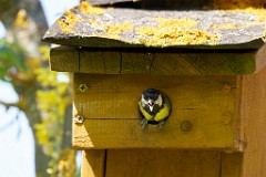 2017-05-29_034_Meise_WP