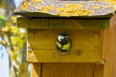 2017-05-29_035_Meise_WP