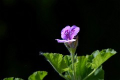 2017-05-30_036_Duftgeranienbluete_WP