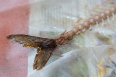 RHO_2017-06-24_Feuerwehr_Sommerfest_3216