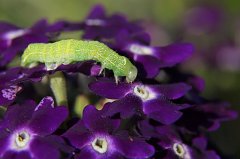 2017-06-29_001_Raupe_MP