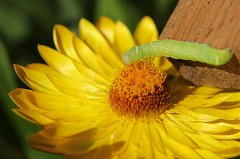 2017-06-29_002_Raupe_MP