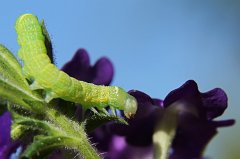 2017-06-29_003_Raupe_MP