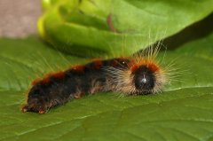 2017-06-29_004_Raupe_MP