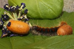 2017-06-29_005_Raupe_MP