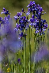 2017-06-30_01_Sibirische_Schwertlilie_2295_RH