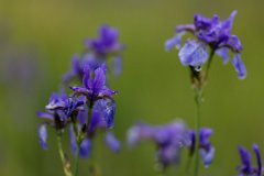 2017-06-30_02_Sibirische_Schwertlilie_2354_RH