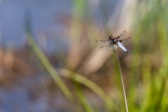 2017-06-30_03_Vierfleck_2322_RH