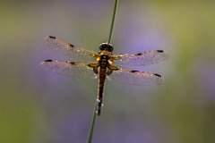 2017-06-30_04_Vierfleck_2363_RH