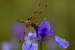 2017-06-30_05_Vierfleck_2396_RH