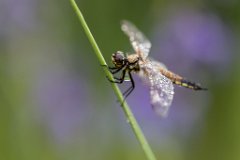 2017-06-30_06_Vierfleck_2406_RH