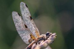 2017-06-30_07_Vierfleck_2579_RH