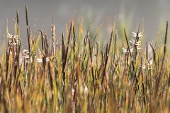 2017-06-30_08_Vierfleck_2585_RH