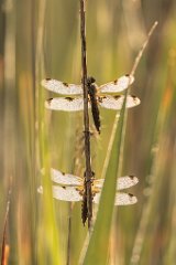 2017-06-30_09_Vierfleck_2589_RH