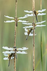 2017-06-30_10_Vierfleck_2595_RH