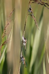 2017-06-30_11_Vierfleck_7855_RH