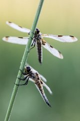 2017-06-30_12_Vierfleck_2693_RH