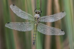 2017-06-30_13_Grosser_Blaupfeil_w_2670_RH