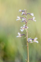 2017-06-30_14_Sumpfstendelwurz_2701_RH