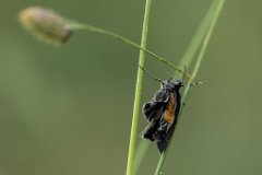 2017-06-30_15_frisch_geschluepft_2661_RH