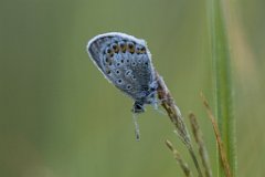 2017-06-30_16_Blaeuling_2646_RH