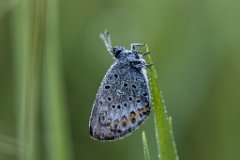 2017-06-30_17_Blaeuling_2713_RH