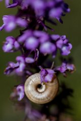 2017-06-30_18_Schneckenhaus_2742_RH