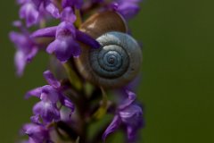 2017-06-30_19_Schneckenhaus_2747_RH