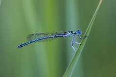 2017-06-30_21_Azurjungfer_2862_RH