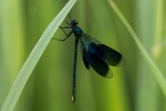 2017-06-30_22_Gebaenderte_Prachtlibelle_2830_RH