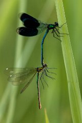 2017-06-30_23_Gebaenderte_Prachtlibelle_2848_RH