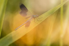 2017-06-30_24_Gebaenderte_Prachtlibelle_2884_RH