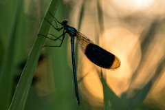 2017-06-30_25_Gebaenderte_Prachtlibelle_2912_RH