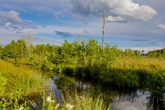 2017-06-30_26_Rotes_Moos_2959_RH