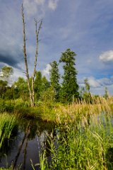 2017-06-30_27_Rotes_Moos_2963_RH