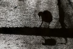 2017-06-30_28_Blaesshuhn_8801_RH