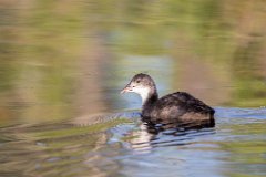 2017-06-30_29_Blaesshuhn_3028_RH