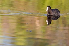 2017-06-30_30_Blaesshuhn_3033_RH