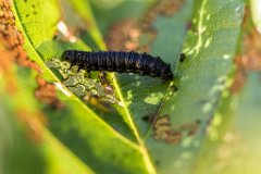 2017-06-30_30_Fliegen_legen_Eier_an_Raupen_8853_RH