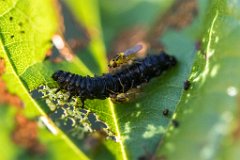 2017-06-30_32_Fliegen_legen_Eier_an_Raupen_8881_RH