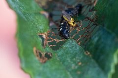 2017-06-30_33_Fliegen_legen_Eier_an_Raupen_8998_RH