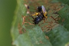 2017-06-30_34_Fliegen_legen_Eier_an_Raupen_9033_RH