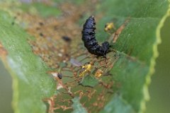 2017-06-30_35_Fliegen_legen_Eier_an_Raupen_9082_RH