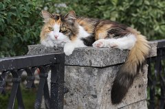 2017-07-08_034_Musikalische_Nacht_MP