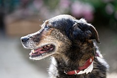 2017-07-15_177_Sommerfest_Montessori-Schule_1865_TU