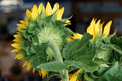 2017-07-21_001_Zeugnisuebergabe_Montessori-Schule_1925_TU