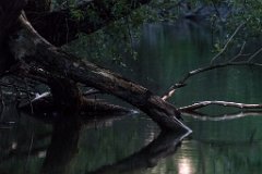 2017-07-31_01_Amper_Grafrath_9433_RH